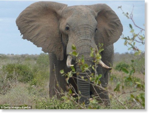 He suffered serious injuries to his left leg and died after the elephant (stock) charged at him 
