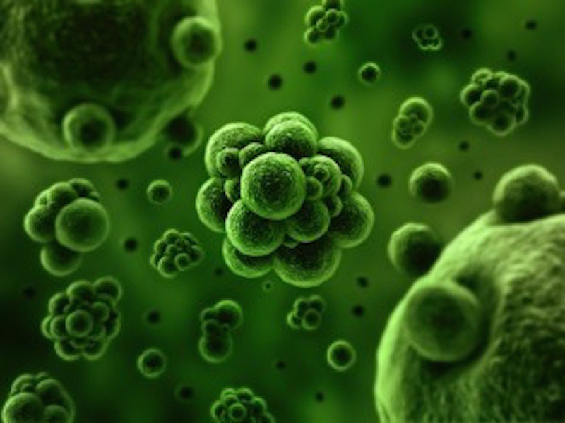 bacteria