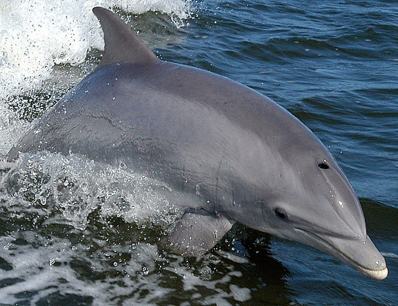 Click to enlarge Bottlenose dolphins