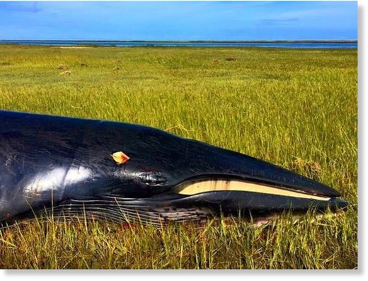 The body of a minke whale was discovered beached in the marsh near channel marker WR6 off the coast of Wachapreague, Va. on Saturday, Sept. 17, 2016. The Virginia Aquarium and Marine Science Center's Stranding Response team performed a necropsy to determi