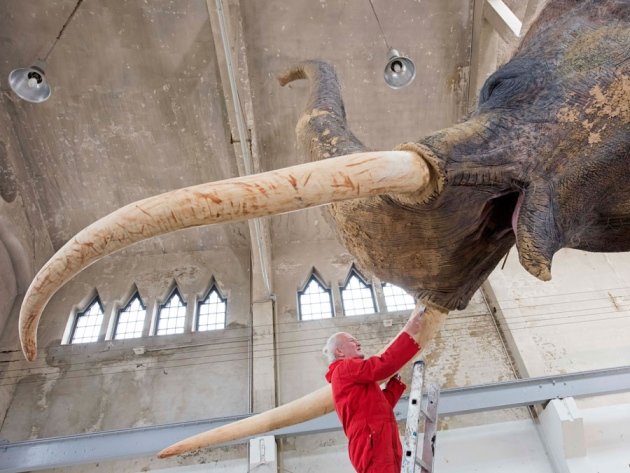 Click to enlarge Palaeoloxodon antiquus