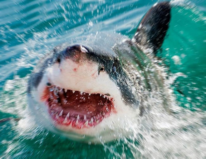 Shark