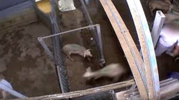 Click to enlarge France animal slaughter