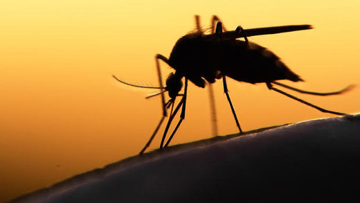 Click to enlarge Zika Mosquito