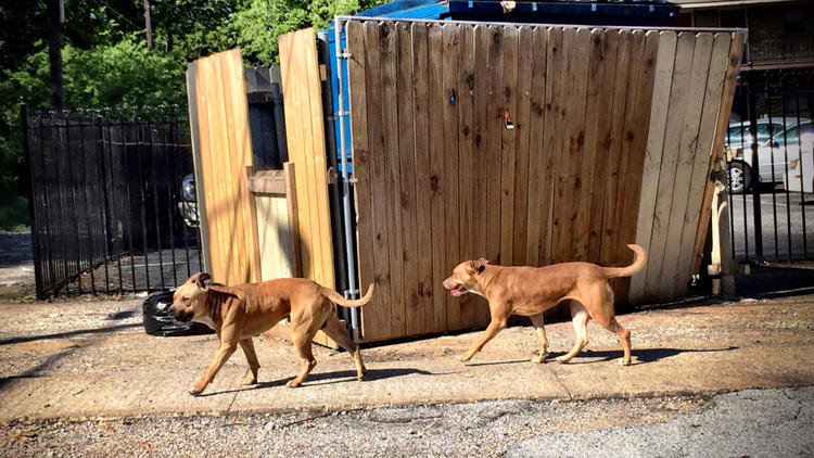Click to enlarge killer dogs
