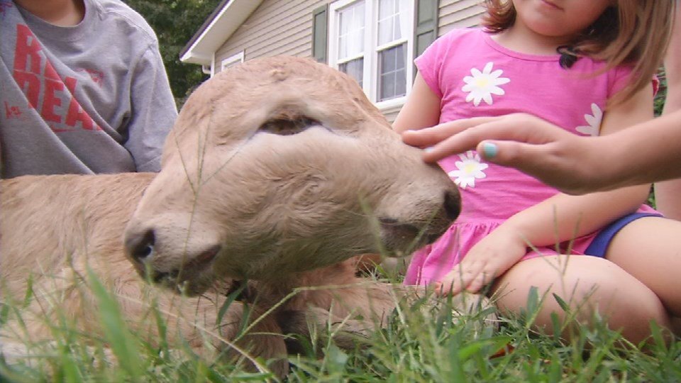 Click to enlarge Two-headed calf