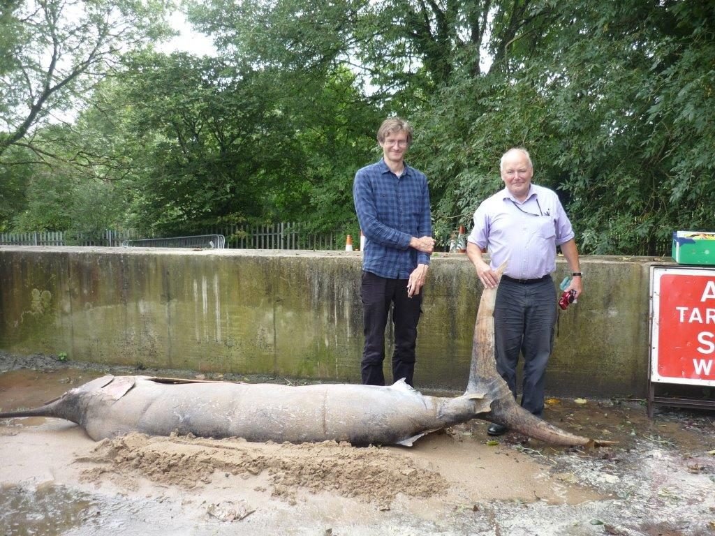Pictured is the four-metre blue marlin with Oliver Crimmen (right) and James Maclaine from the Natural History Museum. 