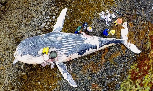 Click to enlarge Researchers collect samples from a beached humpback whale carcass Saturday on a Sitka Sound beach