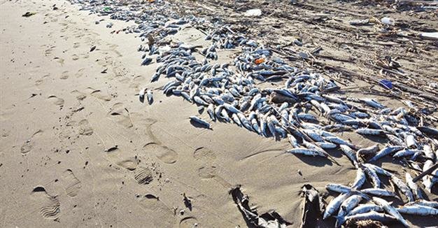 dead fish