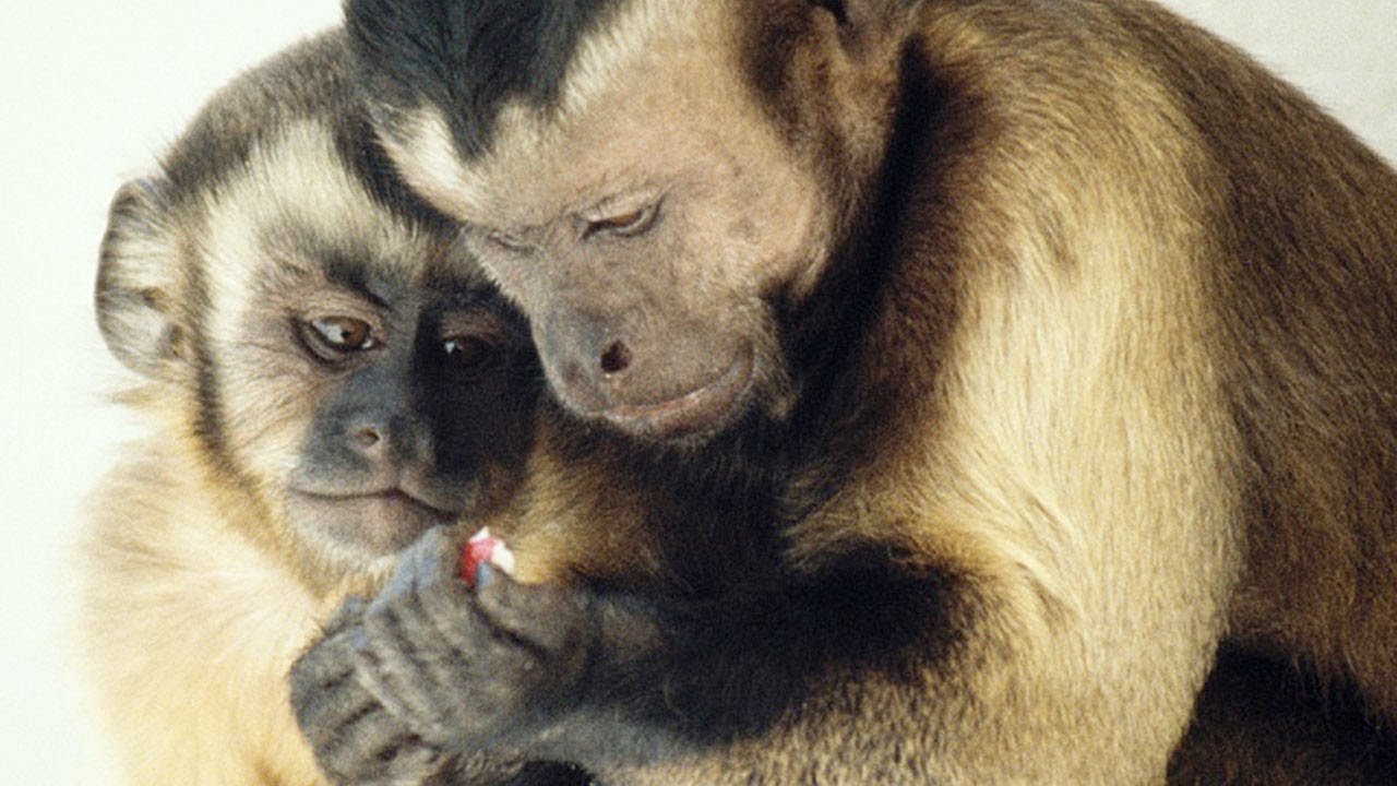 Click to enlarge empathy between animals