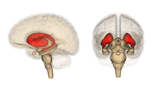 Click to enlarge Brain striatum