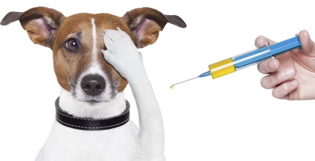 dog vaccine