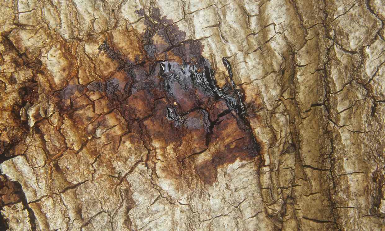 Oozing from the bark of a live oak (Quercus) suffering from Sudden Oak Death