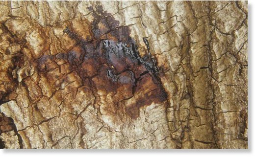 Oozing from the bark of a live oak (Quercus) suffering from Sudden Oak Death