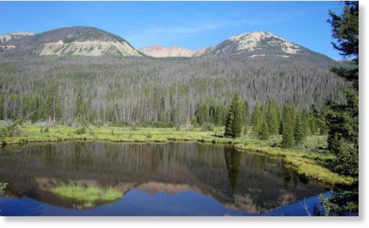 Thousands of trees killed by mountain pine beetles in western Rocky Mountain national park. 