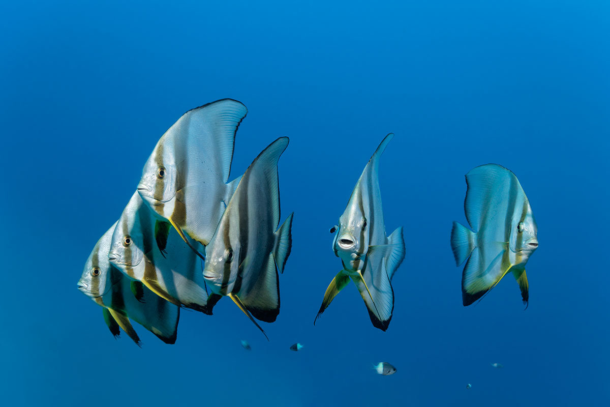 Bat fish ballad