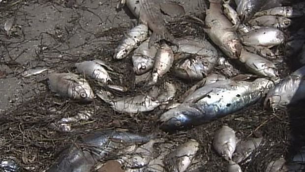 Dead fish