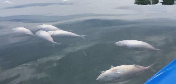 Dead fish
