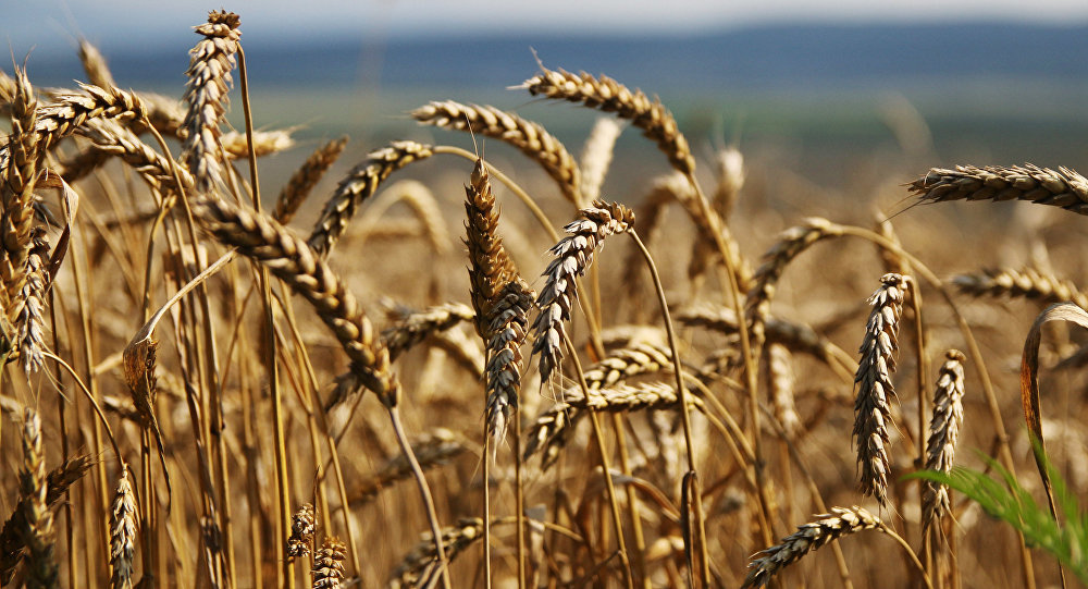 wheat grain export