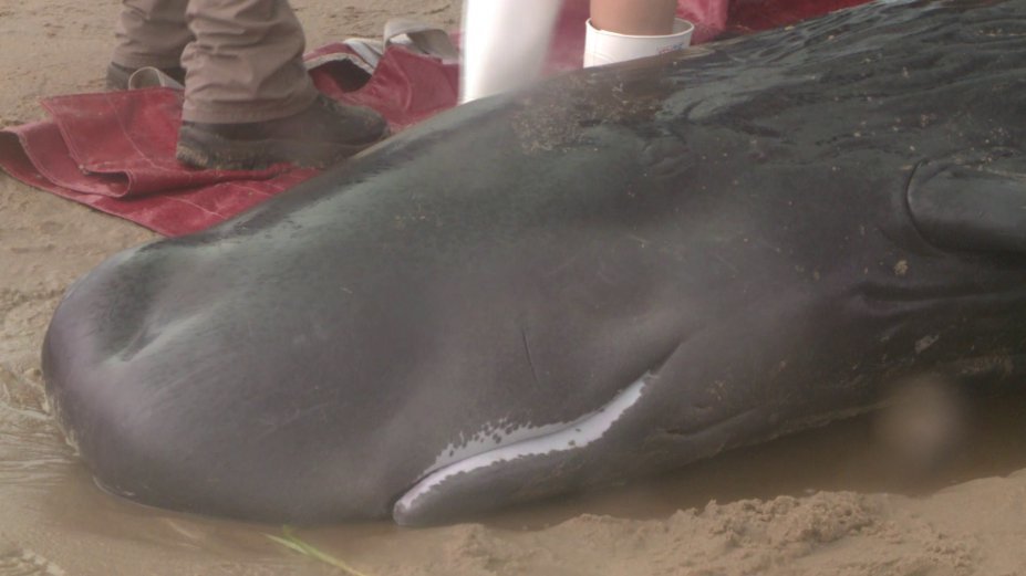 Click to enlarge baby sperm whale