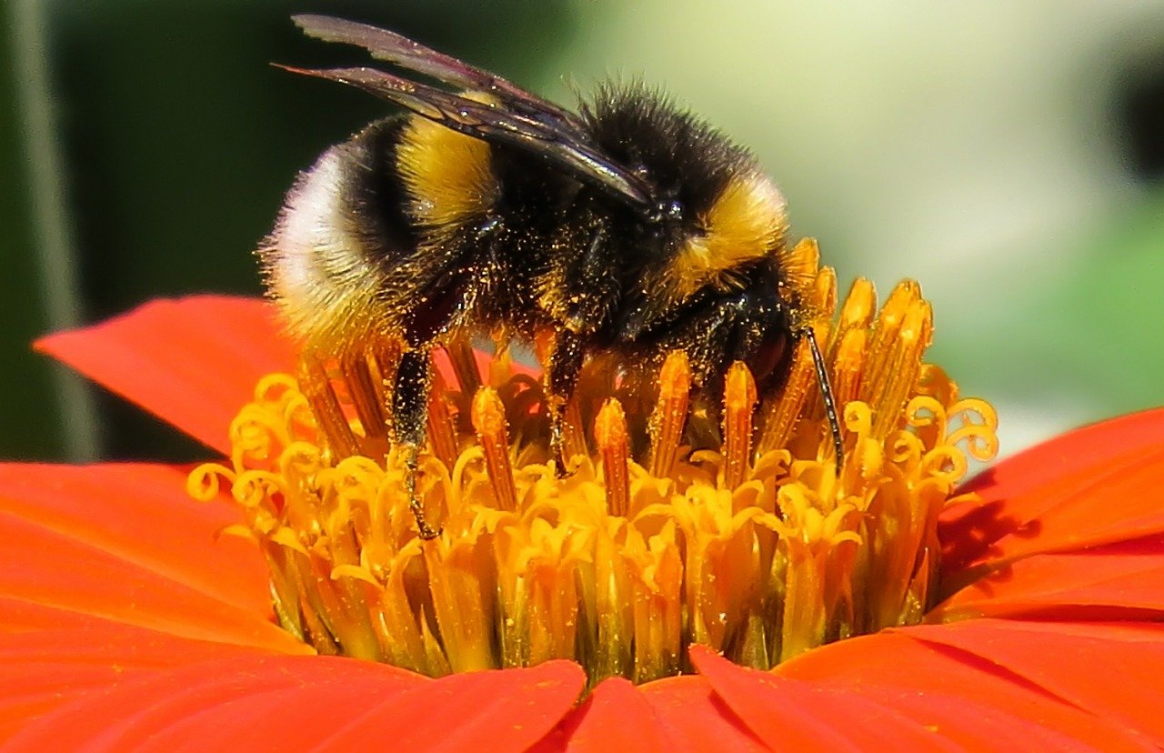 bumblebee