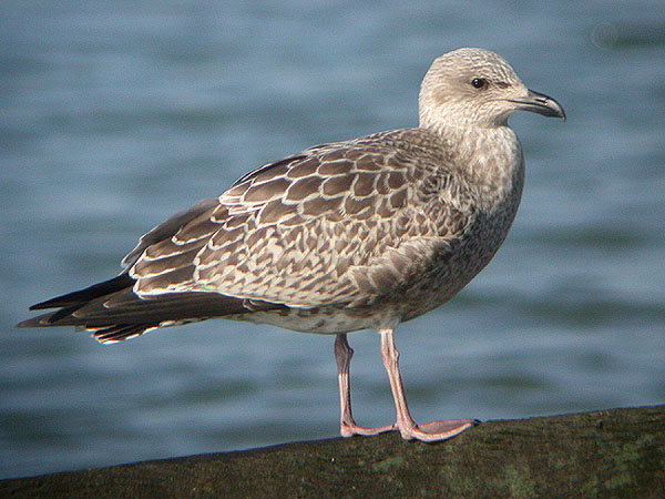 Juvenile herring gull