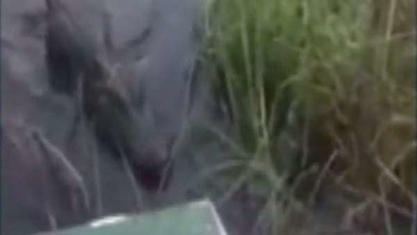 Angry gator takes a bite of man's airboat