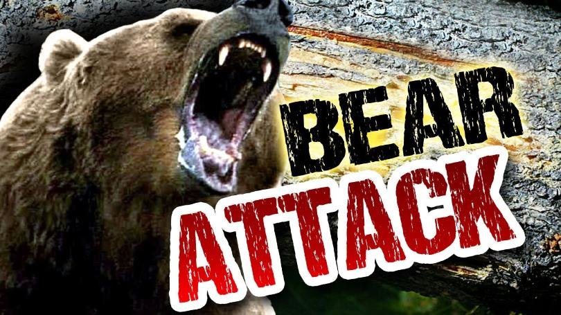 Bear attack