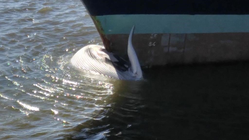 Pullmantur Monarch strikes a whale 