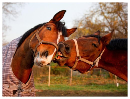 Click to enlarge Horses can Communicate