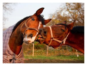 Horses can Communicate