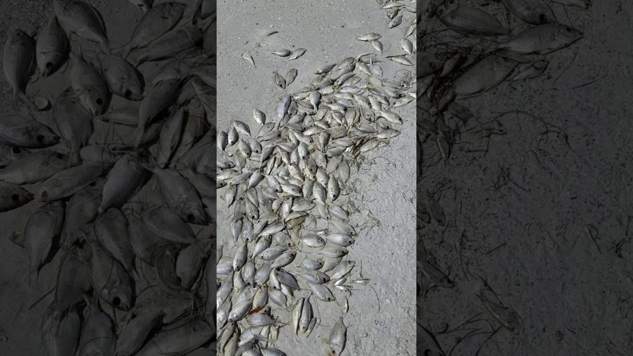 fish kill