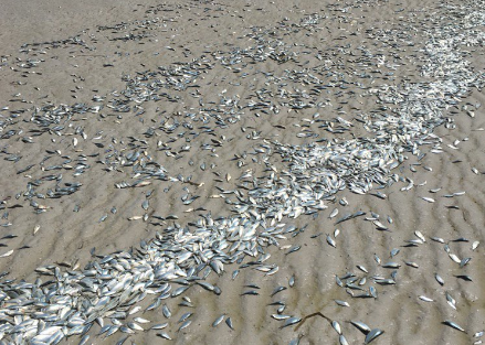 Fish kill