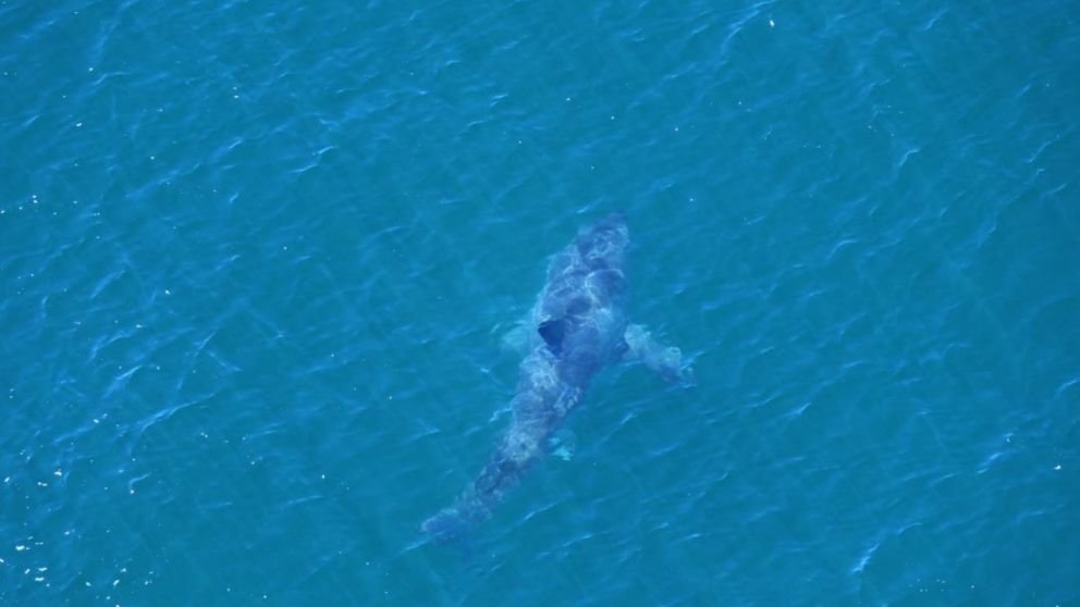This four-metre great white was spotted after the attack. 