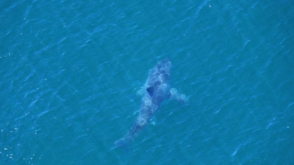 Click to enlarge This four-metre great white was spotted after the attack.