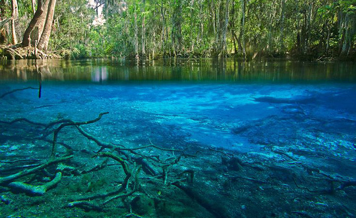 Click to enlarge glyphosate damages freshwater ecosystems