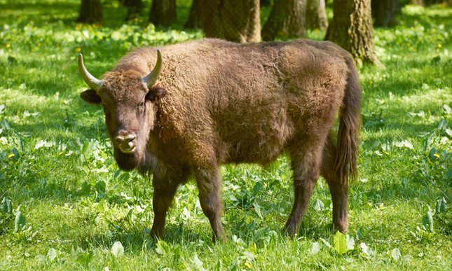 Click to enlarge European bison