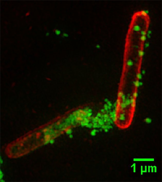bacteria cells