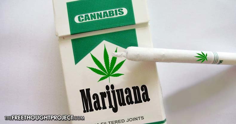 cannabis cigarettes, marijuana, pot
