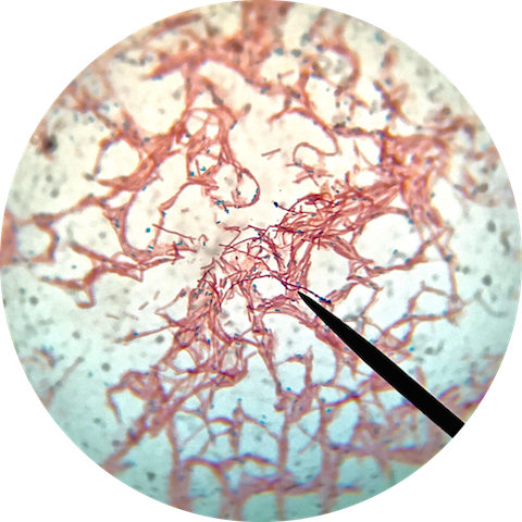 Click to enlarge Bacillus subtilis