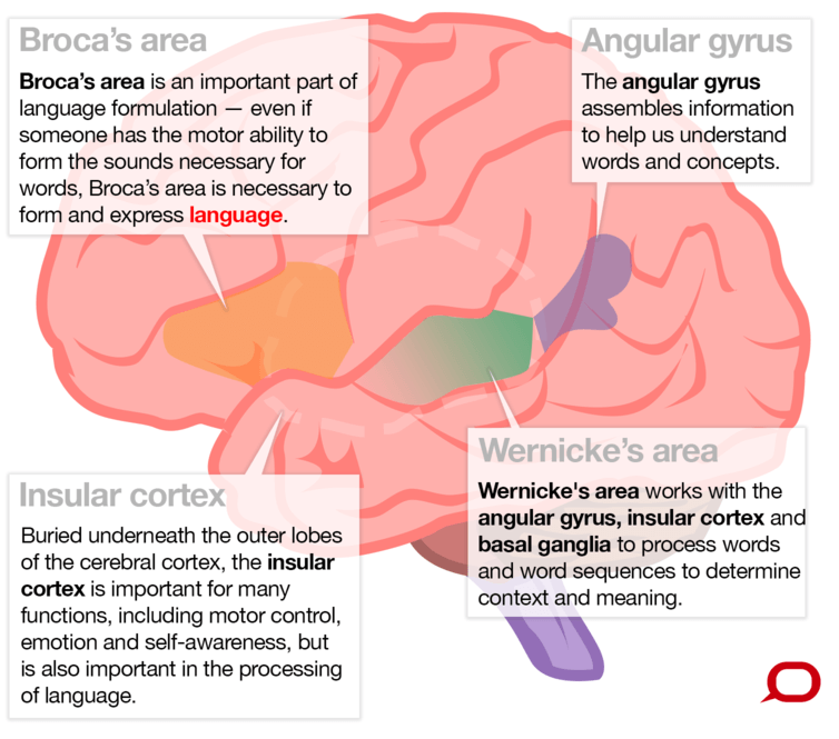 Click to enlarge brain regions