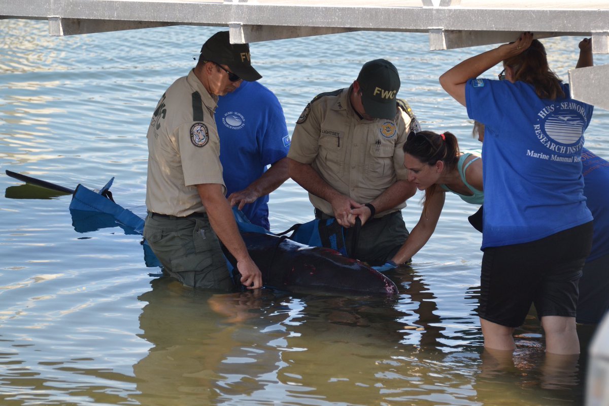 Distressed pygmy sperm whale assessed by wildlife official as public watches at Port Canaveral boat ramp