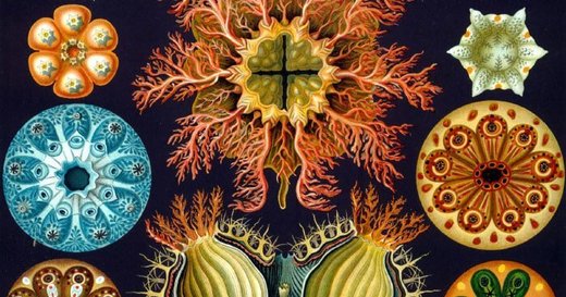 morphogenetic field plants