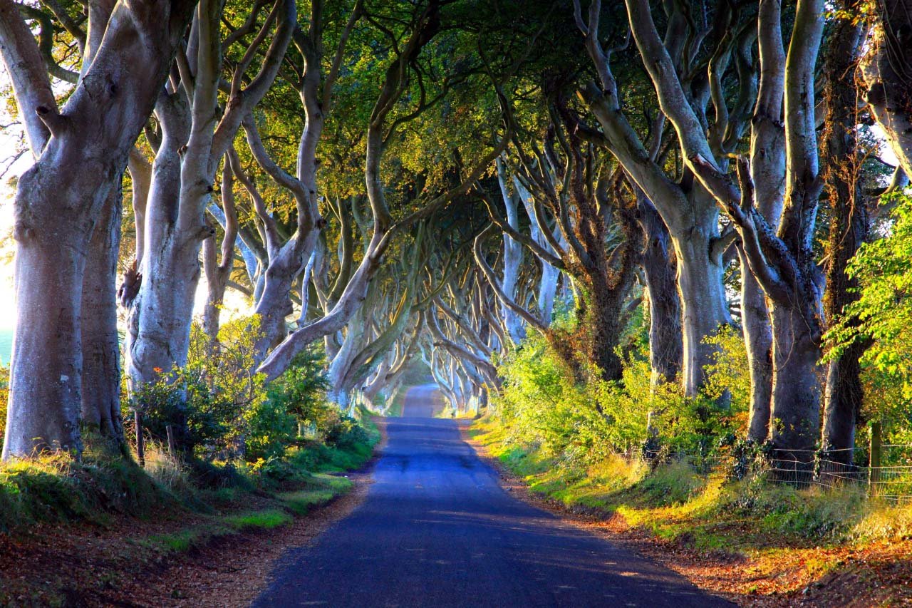 Dark Hedges