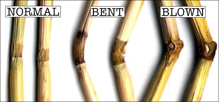 Click to enlarge crop circle stalks