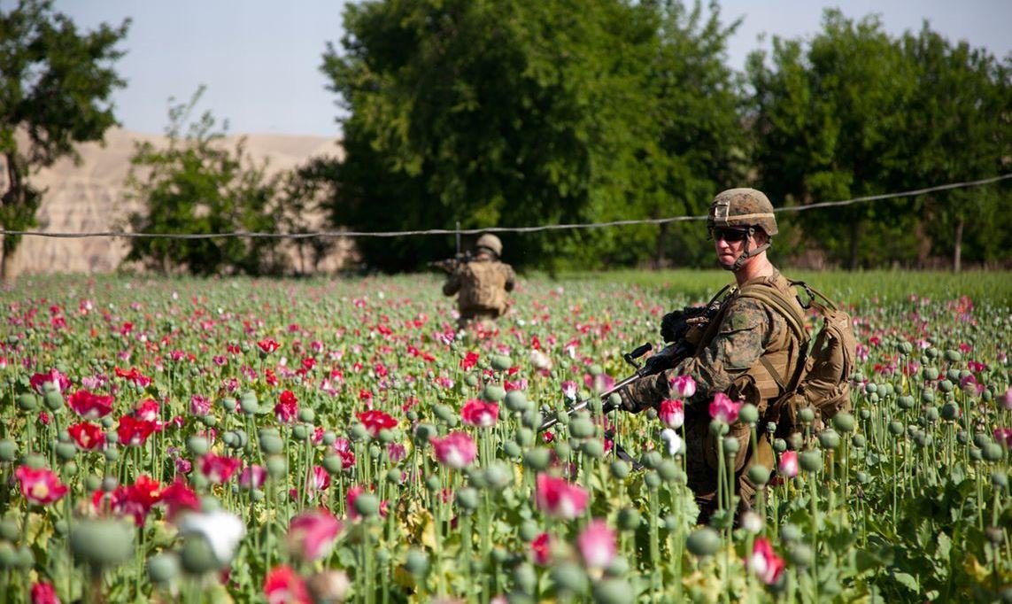Click to enlarge poppy fields