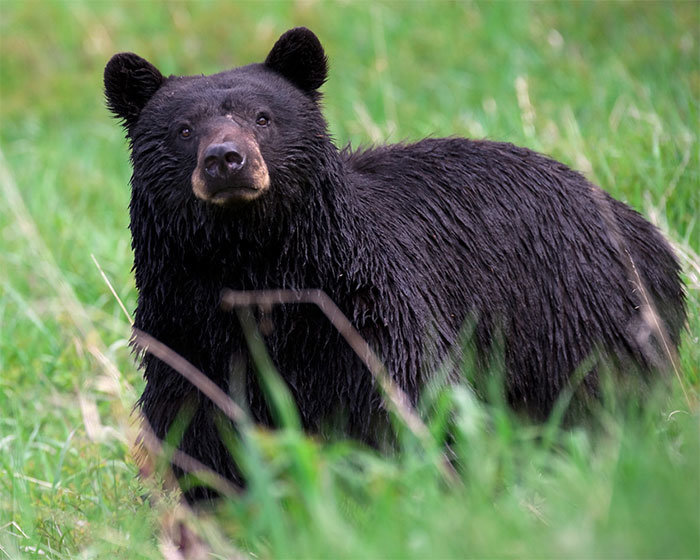 bear