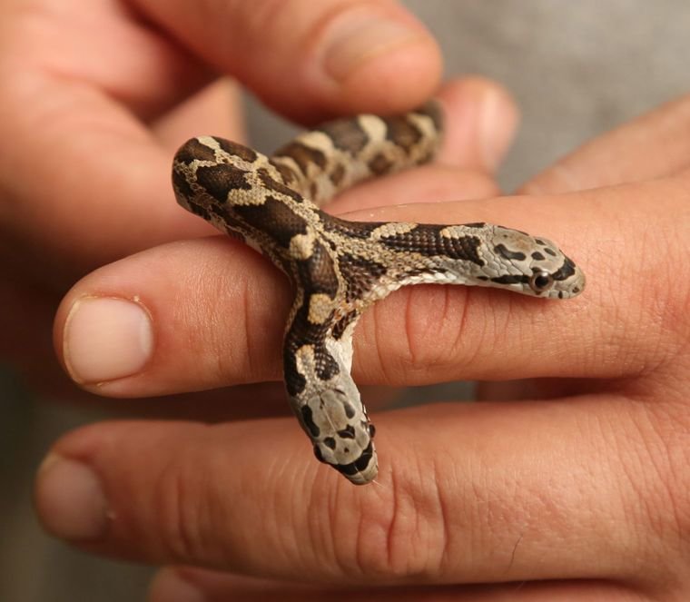 The Cameron Park Zoo is home to a recently donated two-headed baby rat snake a local zoo patron found and gifted to the zoo’s herpetarium.