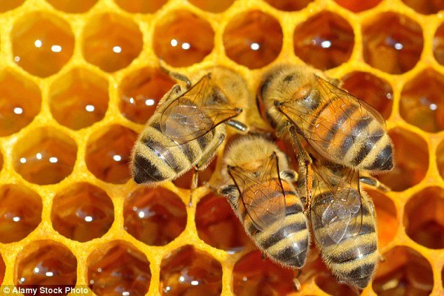 Honey