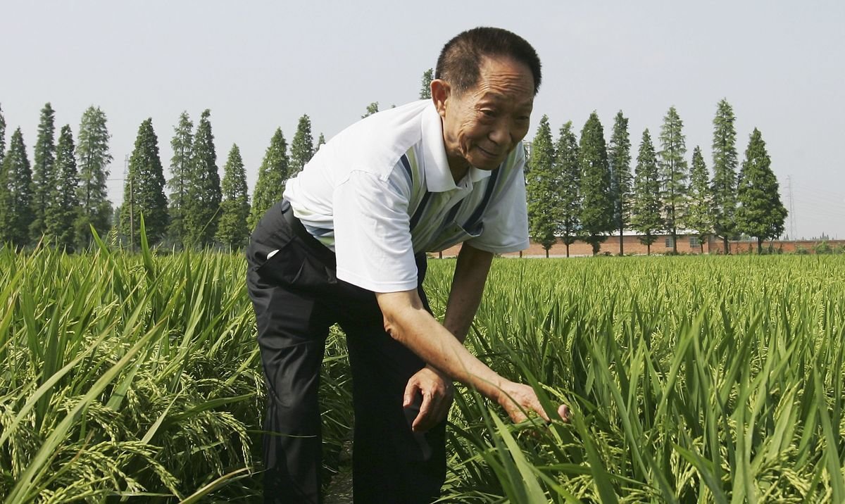GMO rice